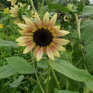 Meet your Posher, Marcela